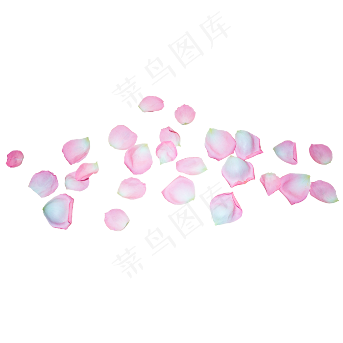 粉色玫瑰花瓣(2000*2000px 300 dpi )