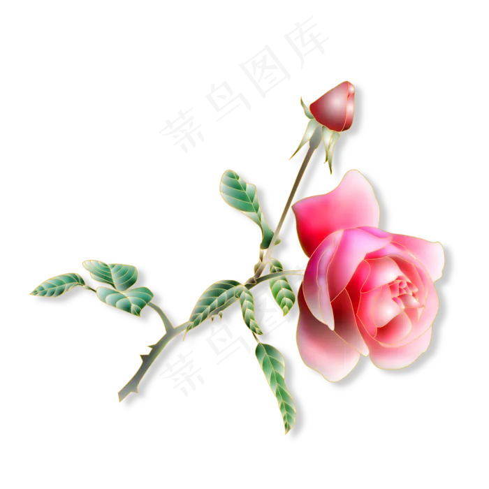一朵红色的玫瑰花(4724X4724(DPI:300))psd模版下载