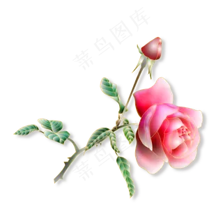 一朵红色的玫瑰花