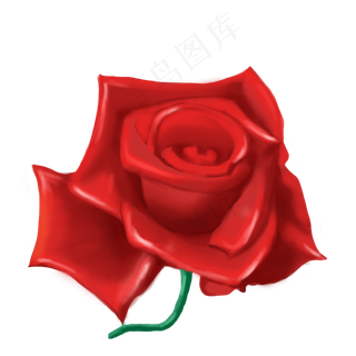 玫瑰红色花朵