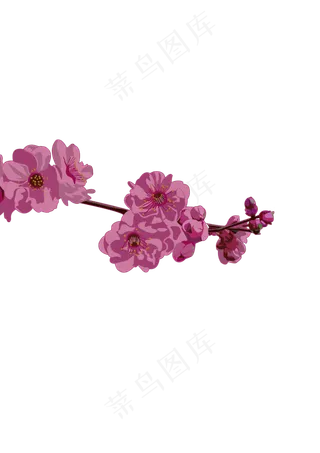 春分樱花免扣元素,免抠元素