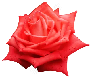 情人节浪漫玫瑰花,免抠元素