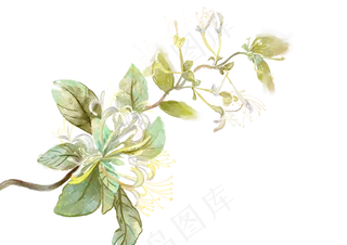 金银花水彩