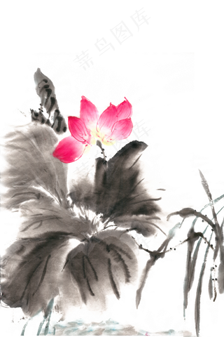 中国风水墨荷花