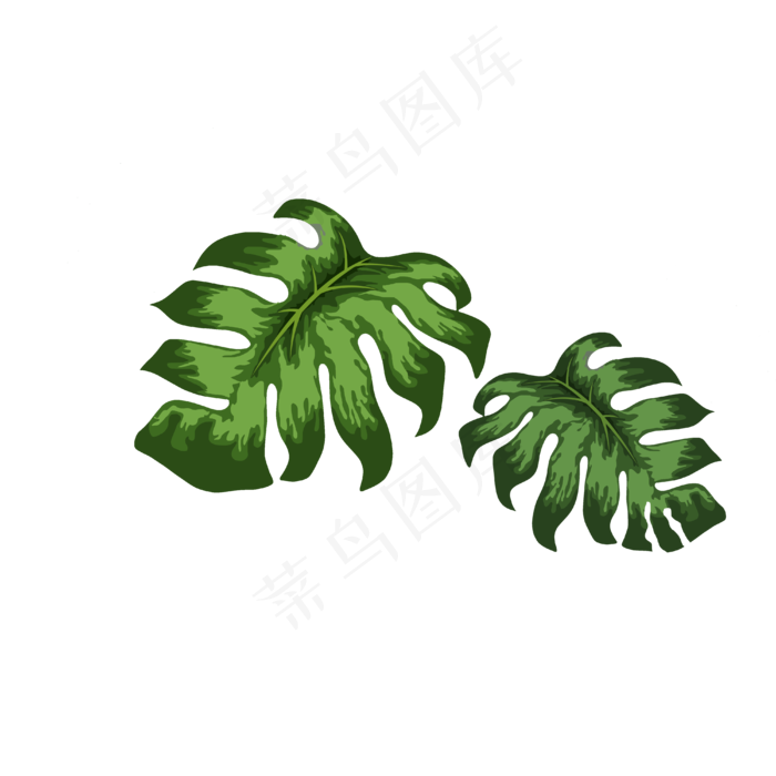 绿色龟背叶龟背竹素材,免抠元素(4000X4000(DPI:300))psd模版下载