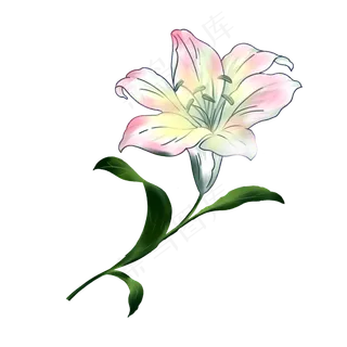 春天百合花手绘装饰图案