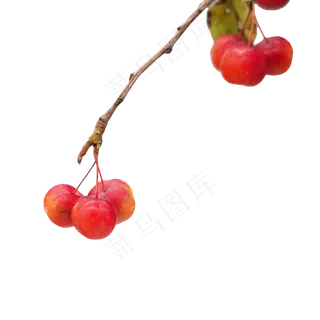 红色海棠果树枝