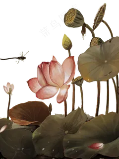 荷花荷叶 荷花荷叶