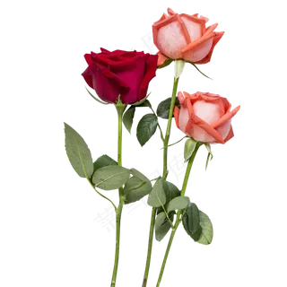 情人节艳丽玫瑰