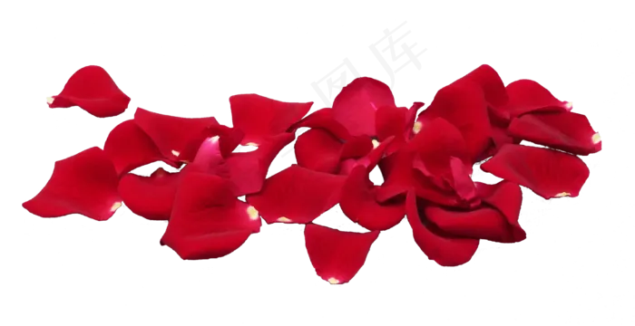 红色玫瑰花瓣,免抠元素(3890*2000px 300 dpi )