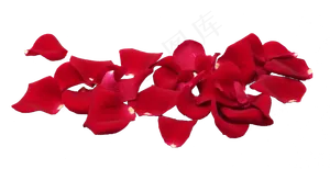 红色玫瑰花瓣,免抠元素
