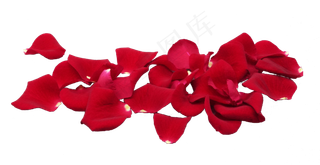 红色玫瑰花瓣,免抠元素