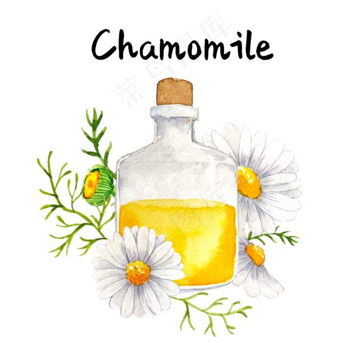 精油草本菊花精油美容(2500X2500(DPI:300))psd模版下载