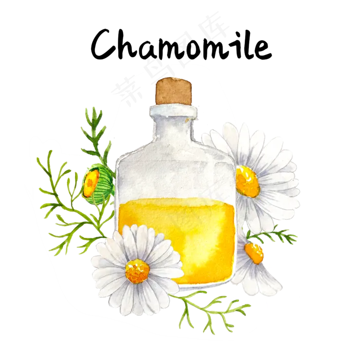 精油草本菊花精油美容(2500X2500(DPI:300))psd模版下载
