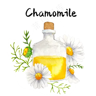 精油草本菊花精油美容