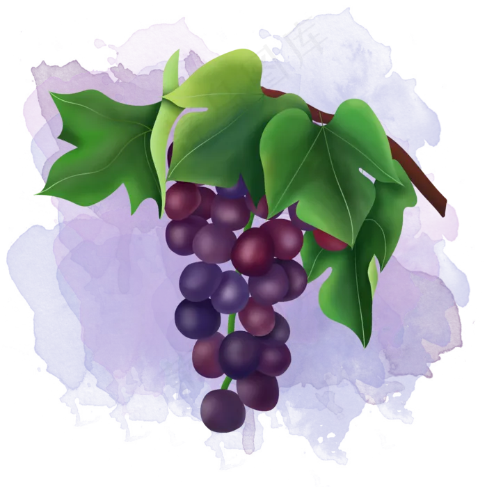 手绘树上新鲜水果提子葡萄元素(2000X2000(DPI:300))psd模版下载