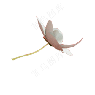 卡通白色花朵下载