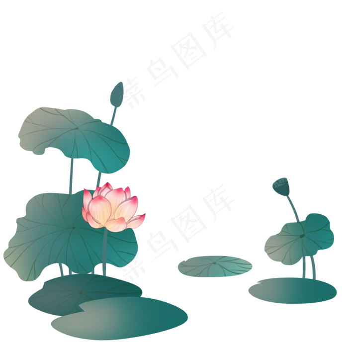 美丽荷花花卉