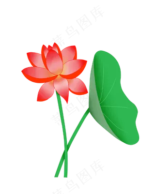 夏季荷花荷叶PNG图案