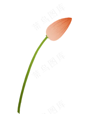 粉色荷花花苞水生植物