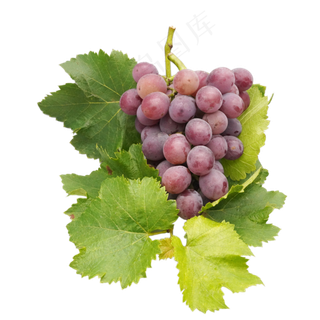 新鲜水果葡萄