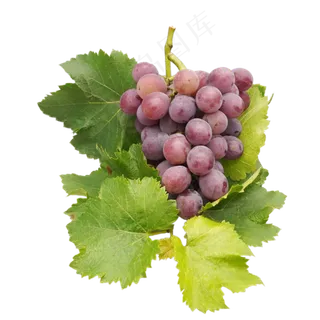 新鲜水果葡萄