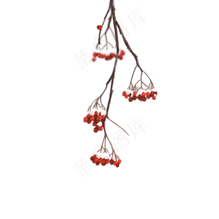 水彩古风红果子的树枝