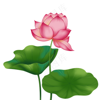 春季荷花莲花一株莲花两叶子,免抠元素