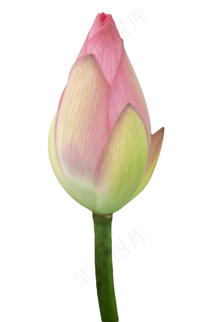 等待盛开的荷花(1181X1732(DPI:300))psd模版下载