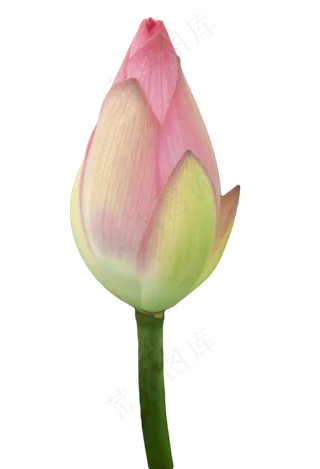 等待盛开的荷花