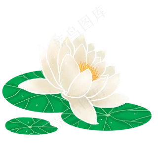 白色荷花装饰 白色荷花装饰