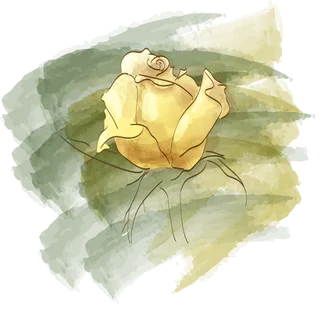 玫瑰手绘水彩小清新黄色线条国画