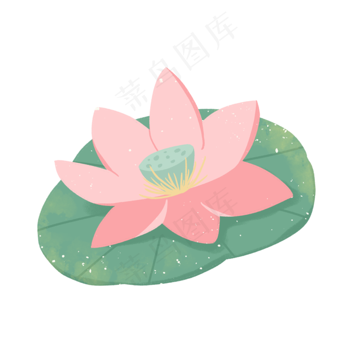 夏季的粉色荷花和荷叶