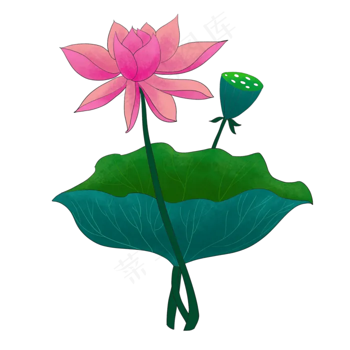 莲藕荷花图案插图(2000X2000(DPI:300))psd模版下载