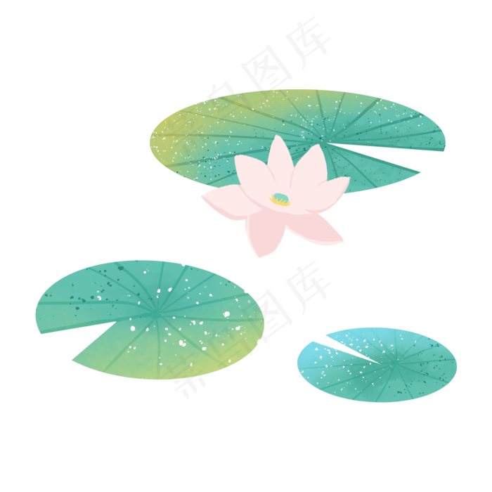 夏季的荷花和荷叶