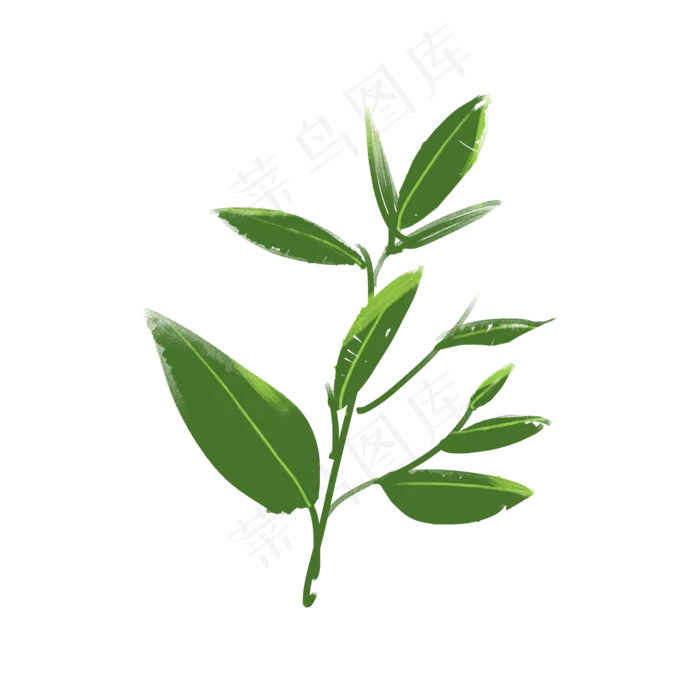 绿色植物茶叶,免抠元素(2000*2000px 300 dpi )