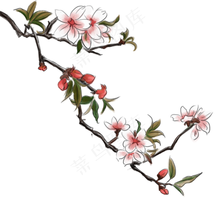 杏花枝杏花,免抠元素