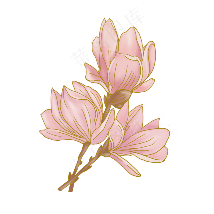 手绘水彩粉色玉兰花(2000X2000(DPI:300))psd模版下载