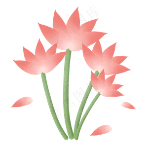 荷花花束温柔色调