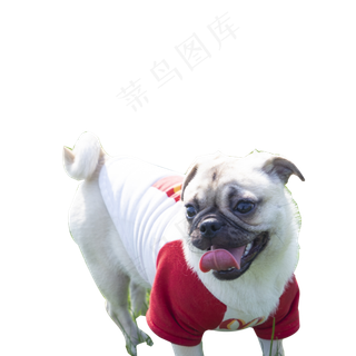 可爱的小狗免抠图