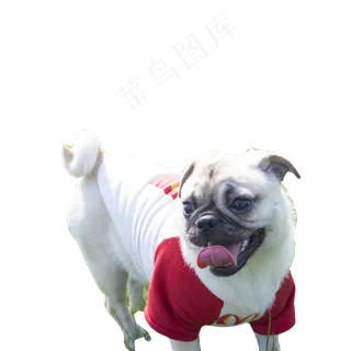 可爱的小狗免抠图