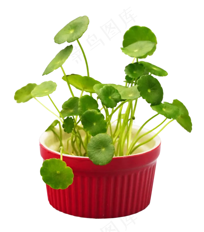 盆栽花积雪草(3000*3425px 300 dpi )