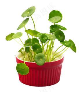 盆栽花积雪草 盆栽花积雪草