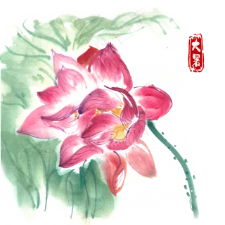 大暑映日荷花 大暑映日荷花