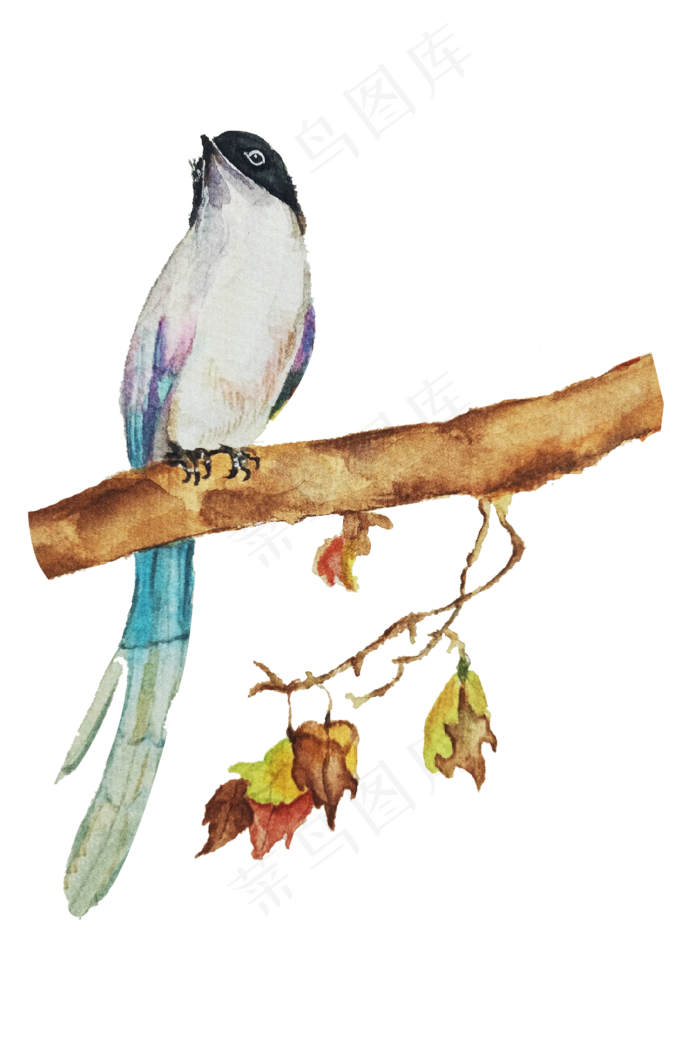 手绘登枝的喜鹊插画,免抠元素