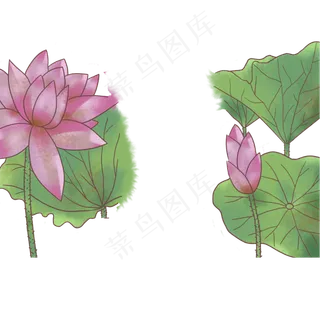 立夏粉色荷花免抠图