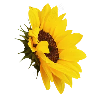 向日葵花朵