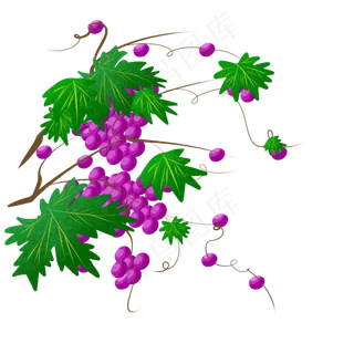 绿色葡萄树藤蔓