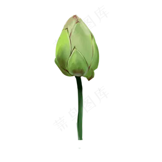 绿色荷花装饰 绿色荷花装饰