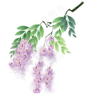 一株紫藤萝,免抠元素